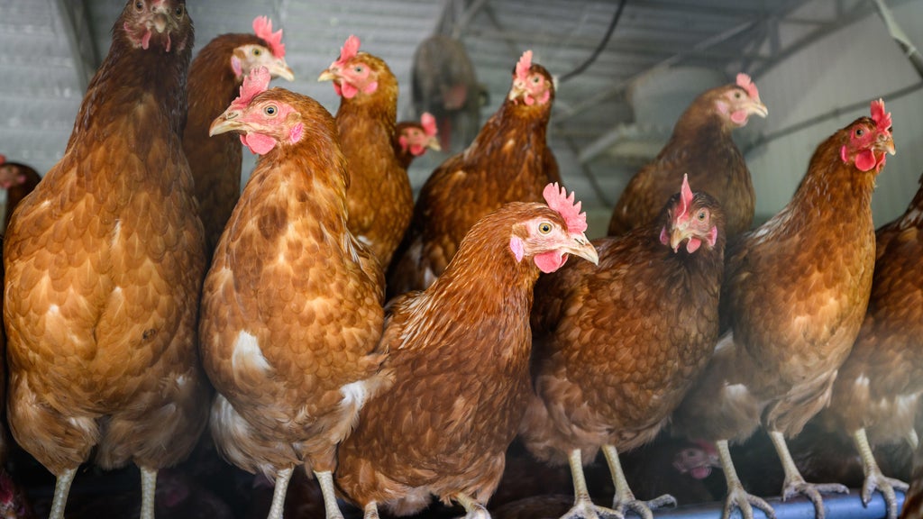 Approximately 90 "backyard flock" birds in Northern California affected by avian flu — CBS Bay Area (KPIX), Walnut Creek Community news