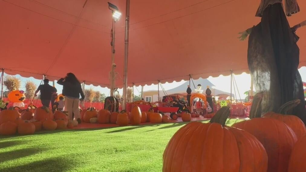 Bay Area families ready to enjoy fall activities welcome weather cooldown — CBS Bay Area (KPIX), Walnut Creek Arts news