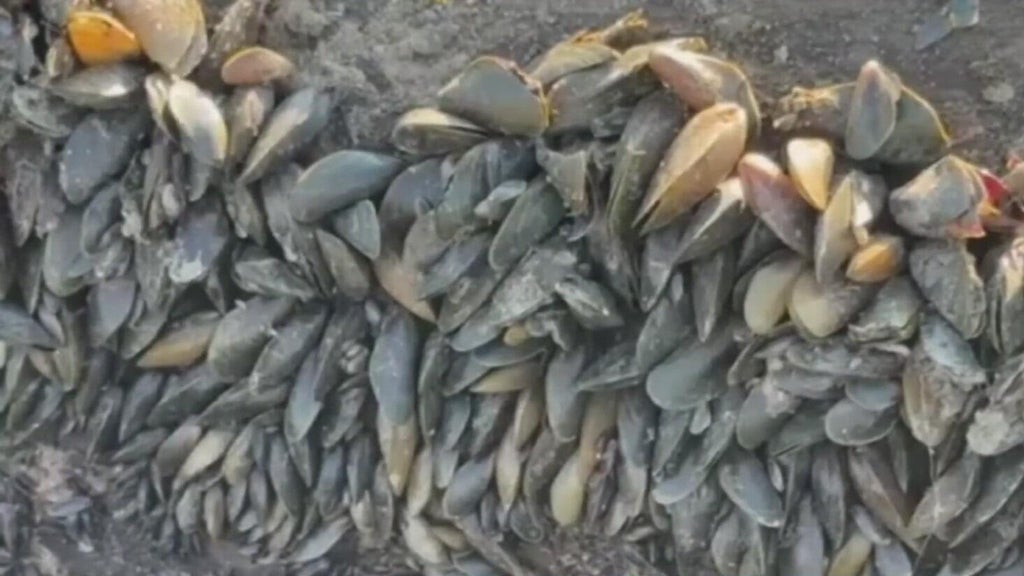 California's golden mussel invasion sparks increased concerns from Stockton-area leaders — Walnut Creek Government news