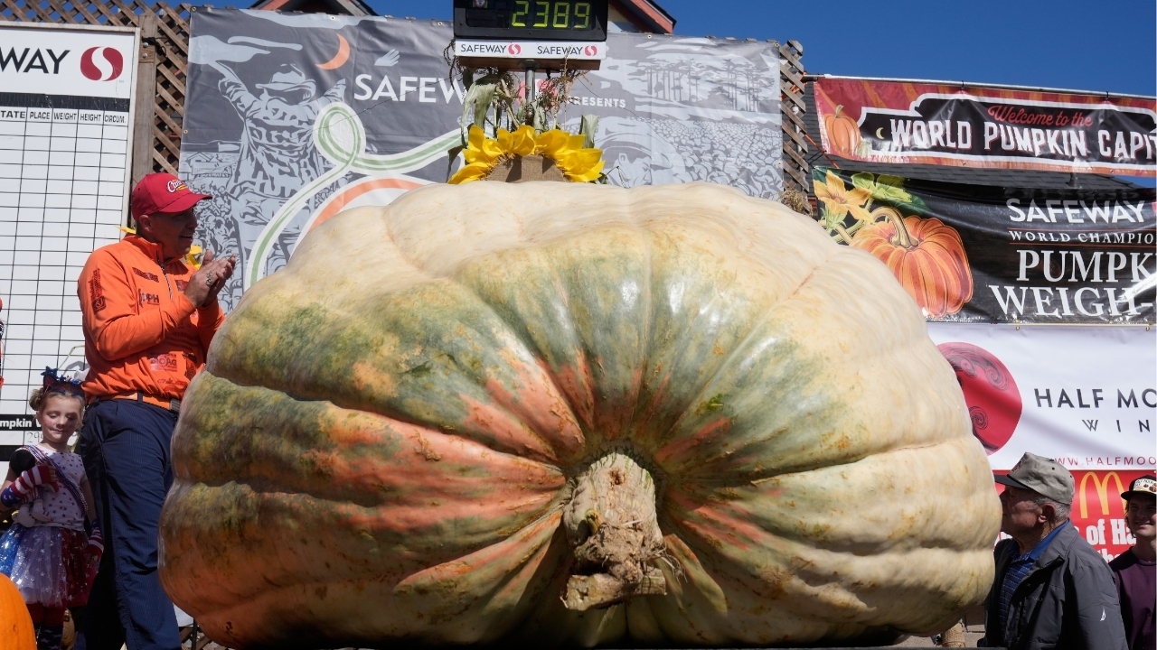 A giant pumpkin named Rocky gives a champion grower his California comeback
— ABC 7 Bay Area, Walnut Creek Schools news