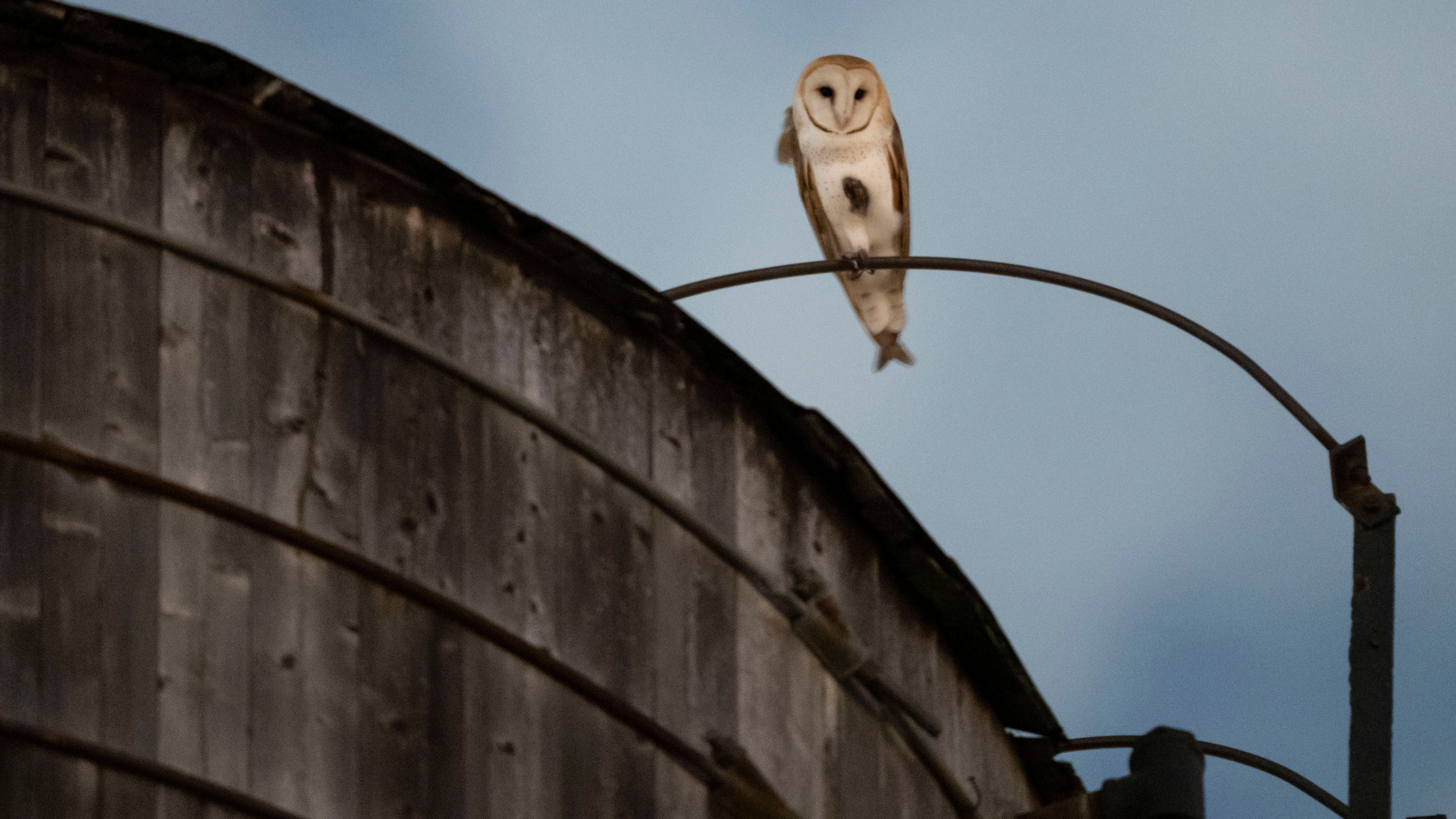 A rare family of barn owls moved into Manhattan's Upper West Side
— ABC 7 Bay Area, Walnut Creek Business news