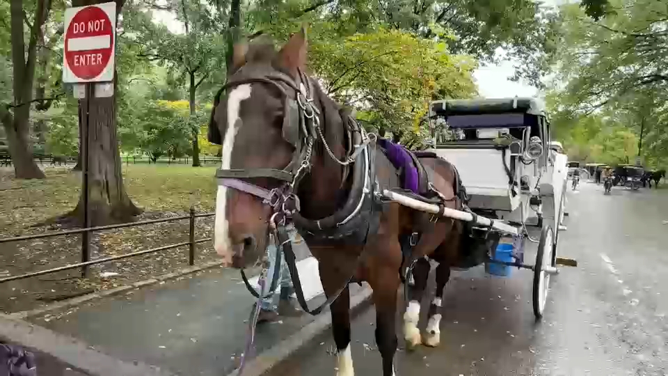 New York City Council passes law to phase out horse-drawn carriages by 2028
       — ABC 7 Bay Area, Walnut Creek Government news