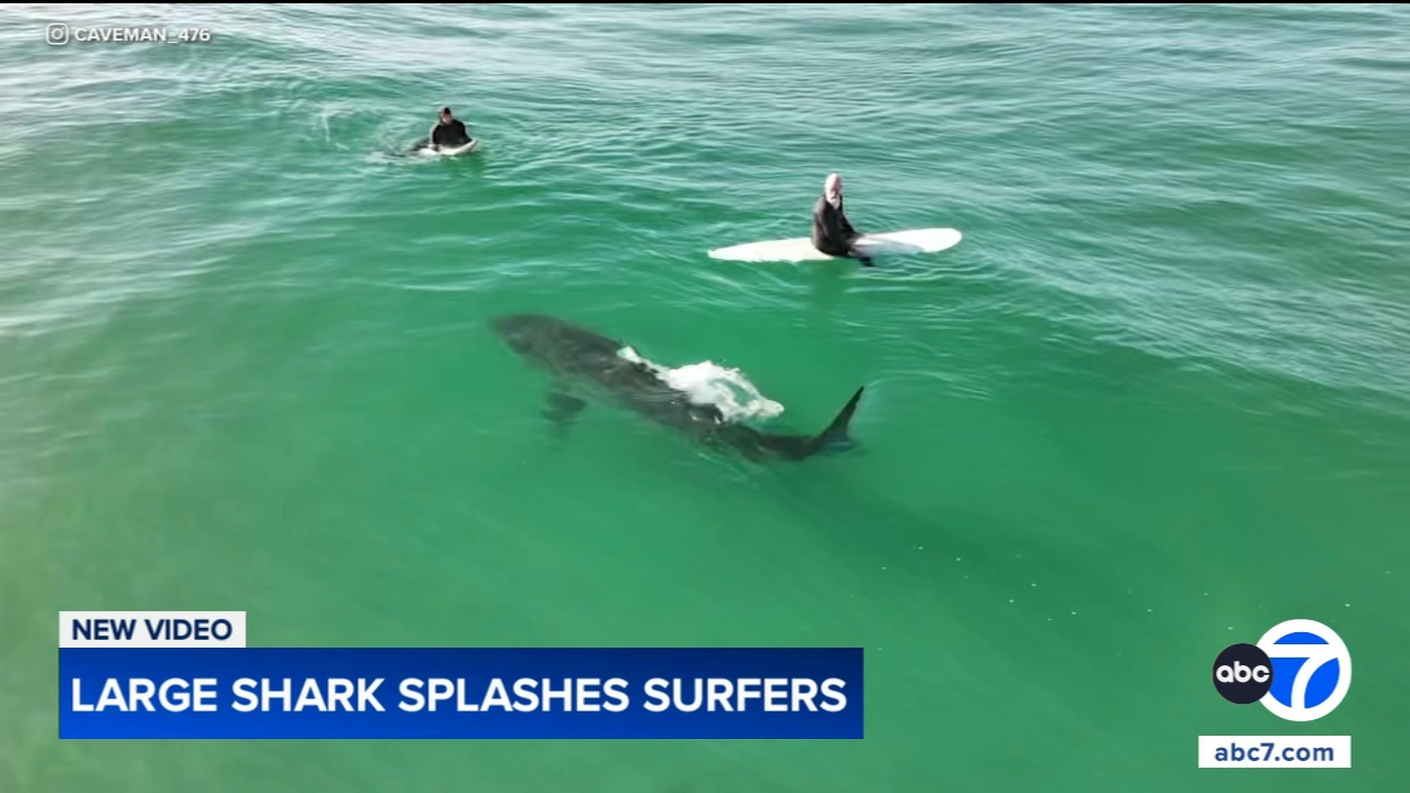 Shark swims near surfers, splashes one with its tail in close encounter off California coast, video shows
— ABC 7 Bay Area