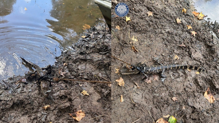 Alligator found tied to boat in East Texas pond; man cited for illegal possession, wardens say — KHOU 11 (Houston), Walnut Creek Sports news