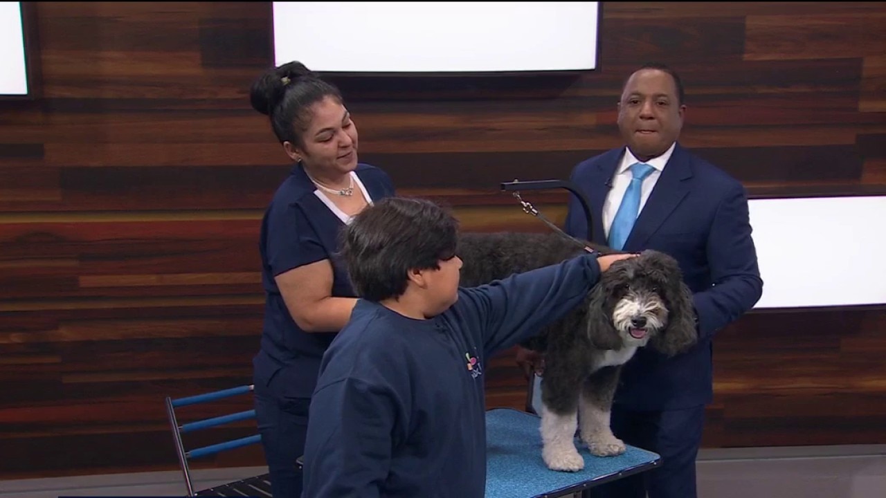 Your dog grooming questions answered — KTVU FOX 2 Bay Area, Walnut Creek Business news